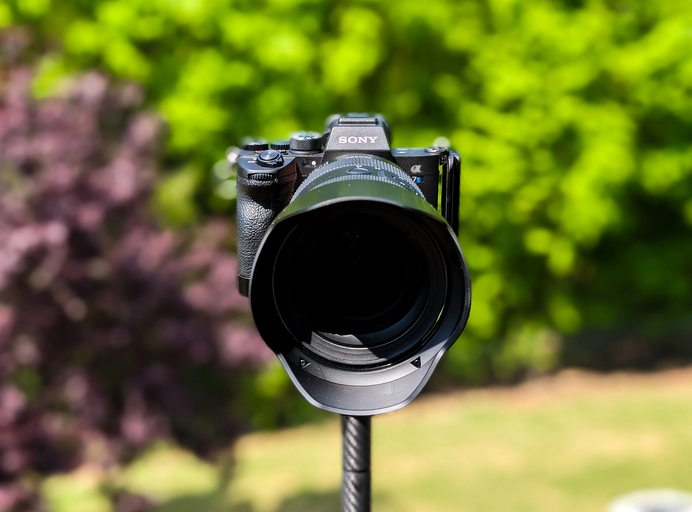 Sony A7S III camera on a tripod in front of blurred spring trees